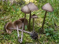 Traniger Gl&ouml;ckling